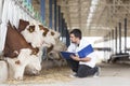 Cow vet Royalty Free Stock Photo