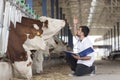 Cow vet Royalty Free Stock Photo
