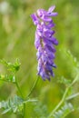 Cow vetch Royalty Free Stock Photo