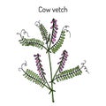 Cow vetch vicia cracca , medicinal plant