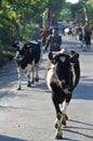 Cow village in Boyolali, Indonesia