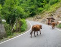 Cow in the village. The cow is walking along the road. Ruminant. Grazing Royalty Free Stock Photo