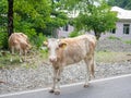 Cow in the village. The cow is walking along the road. Grazing. Village idyll Royalty Free Stock Photo