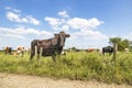 Cow waiting behind barbed wire fence, a line fence, standing in a green pasture, in a wide view with blue sky en white clouds and Royalty Free Stock Photo