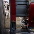 cow waits for her turn at milking robot