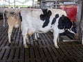 cow waits for her turn at milking robot