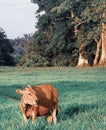 Rainforest Cow Royalty Free Stock Photo