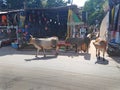 Cows in Arambol street. India, Goa.