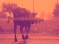 A cow is walking along a road in a summer field, pink tone Royalty Free Stock Photo