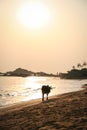 Cow walking beach sunset India Royalty Free Stock Photo