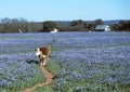 Cow walking in Blue Bonnets Royalty Free Stock Photo