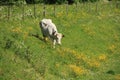 The cow is walking in a field with blooming buttercups and cow parsley in spring. Royalty Free Stock Photo