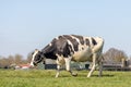 Cow walking in a field under a blue sky Royalty Free Stock Photo