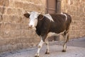 Cow walking on historic stone walled street