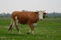 Cow walking on the meadow Royalty Free Stock Photo
