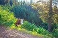 Cow walking in the mountains Royalty Free Stock Photo