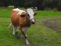 Cow walking on a pasture Royalty Free Stock Photo