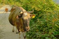Cow walking on a path in the Romanian countryside , frontal close-up view Royalty Free Stock Photo