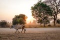 A cow walking on road at sunset in Bagan, Myanmar Royalty Free Stock Photo