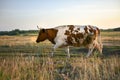 A cow walking in a rural road. Side view Royalty Free Stock Photo