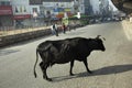 Cow walking on the street and Indian peoplewalking on the main road with traffic jam in morning time at New Delhi, India Royalty Free Stock Photo
