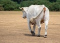 A walking cow