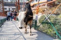 Cow walks along the famous Laxman Jhula pedestrian suspension bridge going across the Ganges Royalty Free Stock Photo