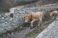 The cow walks along an old stone road in Mestia