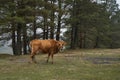 A cow walks on a mountain lawn in heavy fog weather Royalty Free Stock Photo