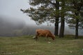 A cow walks on a mountain lawn in heavy fog weather Royalty Free Stock Photo