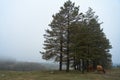 A cow walks on a mountain lawn in heavy fog weather Royalty Free Stock Photo