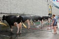 Cow Wash. Royalty Free Stock Photo