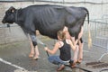 Cow Wash. Royalty Free Stock Photo