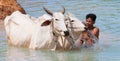 Cow wash in cambodia