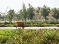 Cow, Water buffalo and a farmer at a rice field in Vietnam Royalty Free Stock Photo