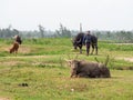 Cow, Water buffalo and a farmer at a rice field in Vietnam Royalty Free Stock Photo