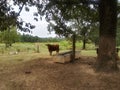 Cow at water trough in pasture