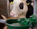 Cow with watering bowl Royalty Free Stock Photo