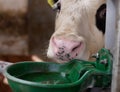 Cow with watering bowl Royalty Free Stock Photo