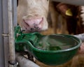 Cow with watering bowl Royalty Free Stock Photo