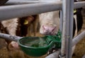 Cow with watering bowl Royalty Free Stock Photo