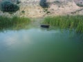 Cow watering in the river. Animal photography. green lake with reed. Rural scene Royalty Free Stock Photo