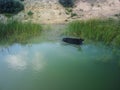 Cow watering in the river. Animal photography. green lake with reed. Rural scene Royalty Free Stock Photo