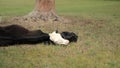 Cow weakened after giving birth lies with a newborn calf on the grass