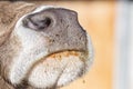 Cow wet nose close up detail Royalty Free Stock Photo