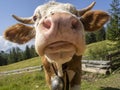 Cow wet nose close up detail Royalty Free Stock Photo