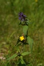 Cow wheat (Melampyrum nemorosum)