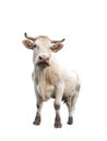 Cow on white Royalty Free Stock Photo