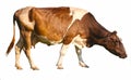 Cow on white