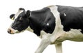 Cow on a white background Royalty Free Stock Photo